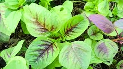 চেনাজানা শাকগুলিকেও টেক্কা দেবে চেনাজানা শাকগুলিকেও টেক্কা দেবে