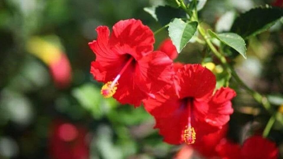 যদি বিরোধীরা এবং শত্রুরা আপনাকে বিরক্ত করে, তাহলে অমাবস্যার রাতে ৫টি লাল ফুল এবং ৫টি জ্বলন্ত প্রদীপ প্রবাহিত নদীতে ভাসিয়ে দিন। এতে বিরোধীরা পরাজিত হবেন।