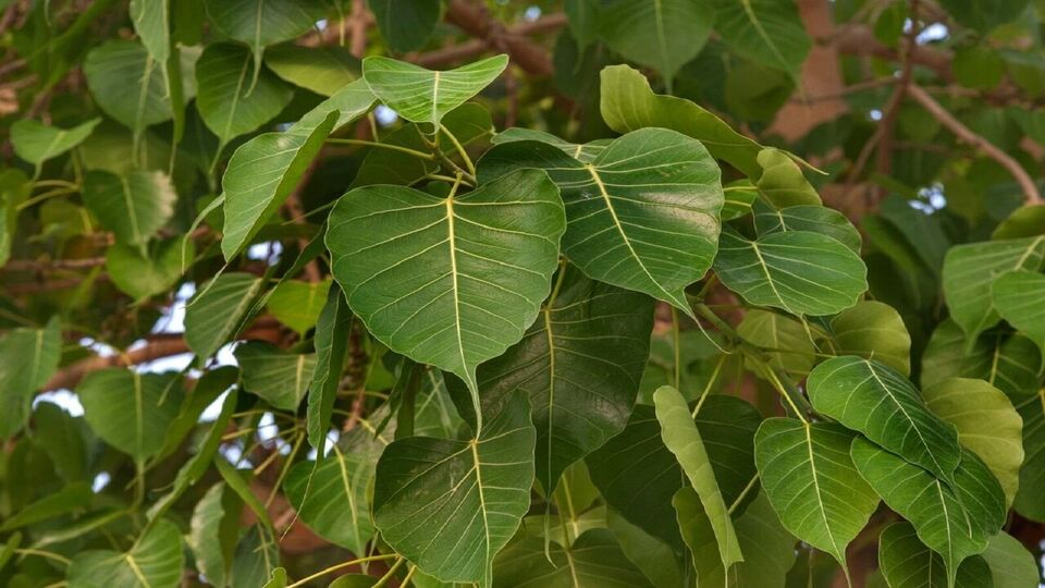 অমাবস্যার দিন, বিবাহিত মহিলাদের অশ্বত্থ গাছের পুজো এবং প্রদক্ষিণ করা উচিত, এটি স্বামীর দীর্ঘায়ু নিশ্চিত করে। এছাড়াও, অশ্বত্থ গাছের নীচে একটি প্রদীপ জ্বালান।