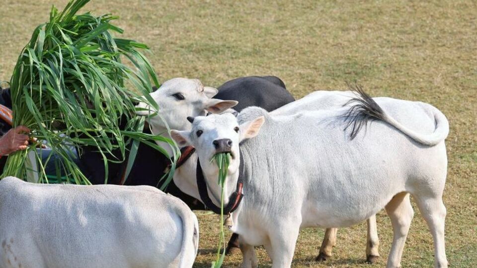 গরুকে পশুখাদ্য খাওয়ান, মন্দিরে প্রদীপ জ্বালান এবং শিশুদের রথযাত্রার কথা শোনান। এই কাজের মাধ্যমে, আপনার ঘরের পরিবেশও পবিত্র হয়ে উঠবে এবং ভগবানের আশীর্বাদ আপনার জীবনে থাকবে।(MyGovIndia - X)