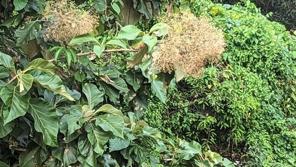 হলুদ ফুলের ঝুড়িতে হাসছে হলুদ ফুলের ঝুড়িতে হাসছে