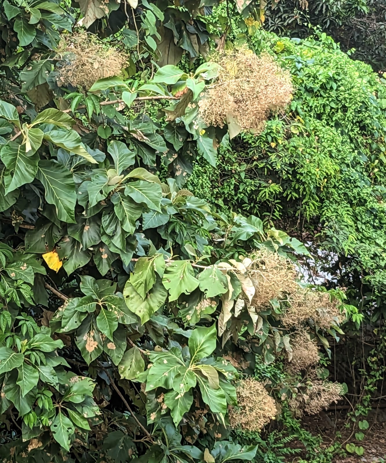 হলুদ ফুলের ঝুড়িতে হাসছে হলুদ ফুলের ঝুড়িতে হাসছে