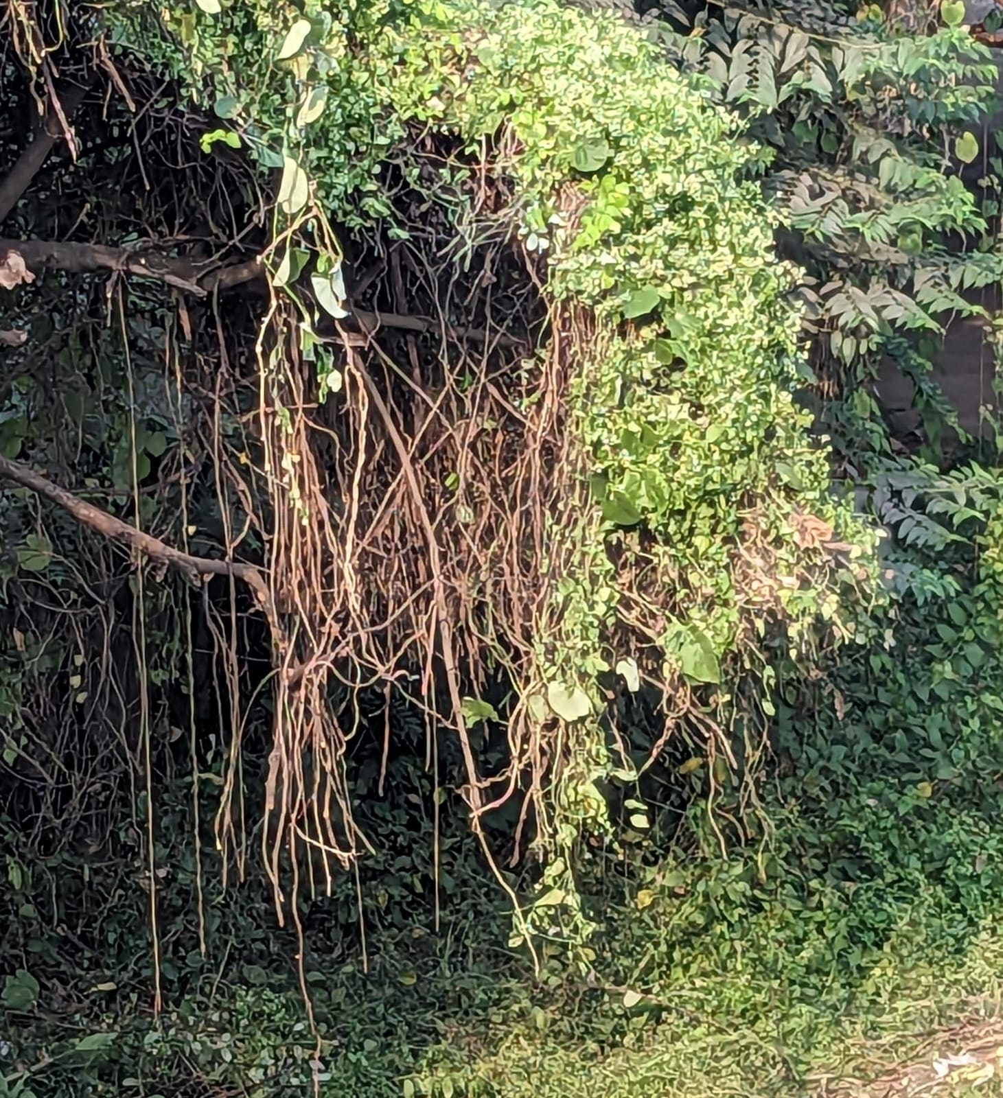 কত নাম না-জানা গাছ কত নাম না-জানা গাছ