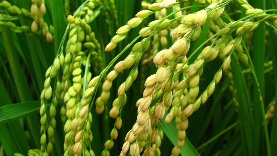 এক অফিসার জানিয়েছেন,' দুই পক্ষই দ্বিপাক্ষিক সম্পর্ক আরও বিস্তার করতে প্রতিশ্রুতিবদ্ধ, যার মধ্যে মুখ্য সার, যেমন ইউরিয়া ও ডিএপিও থাকছে। যার লক্ষ্য ভারতের সারের নিরাপত্তা।' এছাড়াও জানা যাচ্ছে, দুই পক্ষের বিনিয়োগ সমঝোতা নিয়েও আলোচনা হয়েছে। উল্লেখ্য, চিন থেকে যে সার আসার কথা ছিল, তা ভারতের উচ্চমূল্যের ফসলে কাজে লাগে, যেমন সবজি, ফলের চাষে কাজে লাগে। যা অন্য দেশে রপ্তানি করে থাকে ভারত। জুন থেকে ডিসেম্বরের মধ্যে চিন থেকে ১৫০,০০০ থেকে ১৬০,০০০ টন সার আমদানি করে ভারত। সেই জায়গায় চিনের নয়া পদক্ষেপের পর কার্যত বেজিংকে মাত দিয়ে সৌদির হাত ধরে 'সার' কূটনীতিতে নয়া পদক্ষেপ করল দিল্লি। 