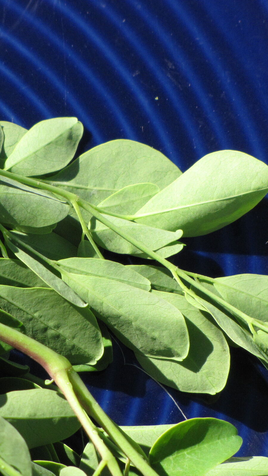 বর্ষাকালে সজনে পাতা খাওয়ার ৫টি অসাধারণ উপকারিতা জানেন কি?