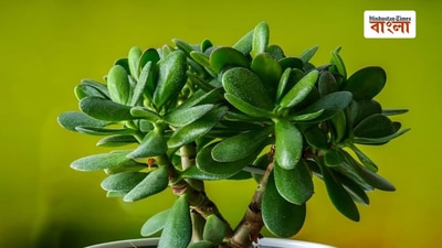 টাকার পাহাড় দেখবেন ঘরে!