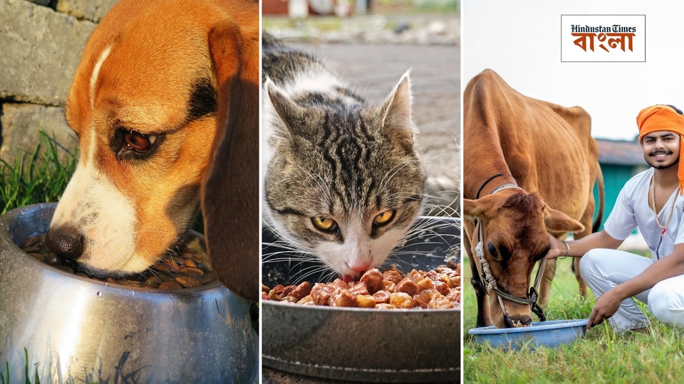 কী কী উপকার?