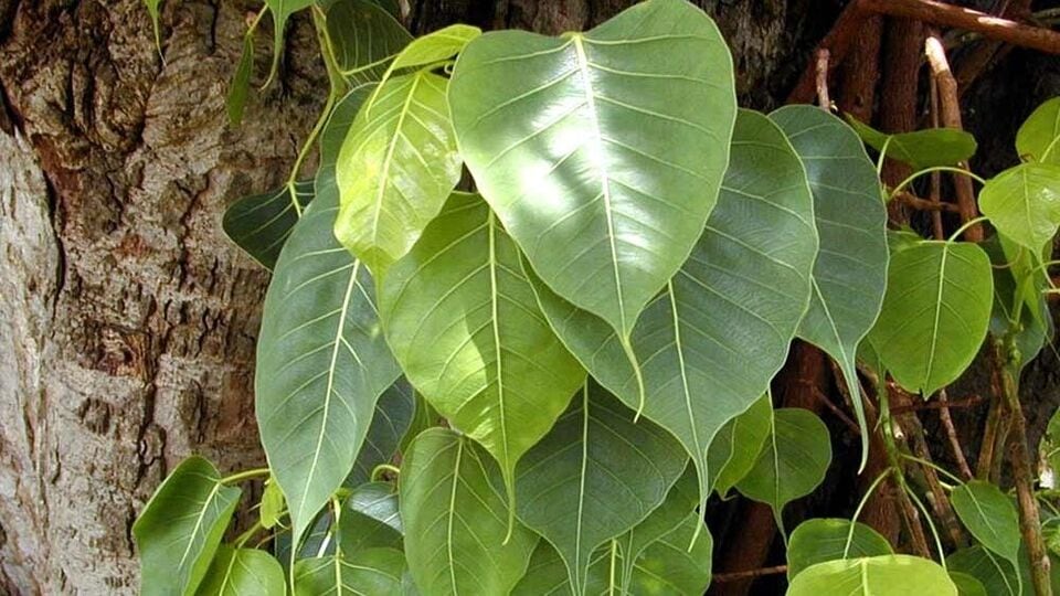 এছাড়াও, এই দিনে ভগবান শিবের পুজো করুন। অশ্বত্থ গাছের নীচে একটি প্রদীপ জ্বালান। এই দিনে গাছ লাগানোও অত্যন্ত শুভ।
