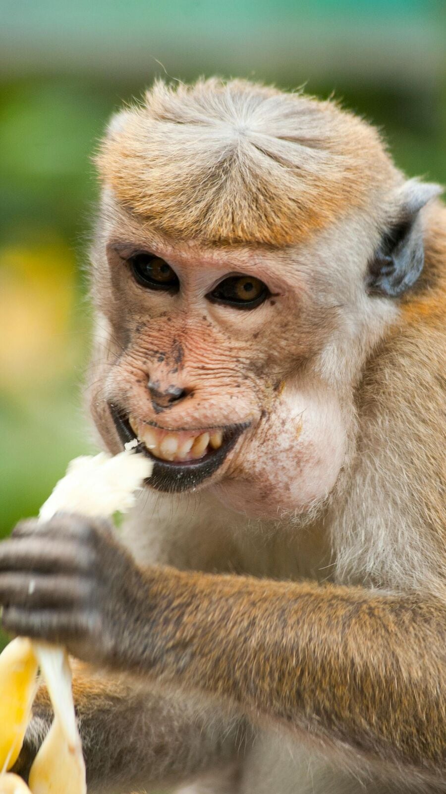 বানর সম্পর্কে অবিশ্বাস্য তথ্য যা আপনি সম্ভবত জানেন না