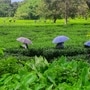 চা বাগান। প্রতীকী ছবি (PTI Photo) (PTI)