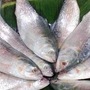 ইলিশ মাছ