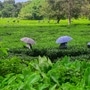 চা বাগান। প্রতীকী ছবি (PTI Photo) (PTI)