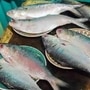 ইলিশ