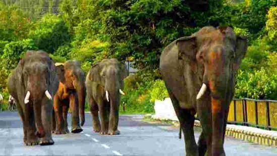 The elephant reserve is spread over 5,405 square kilometres in eights districts of Uttarakhand.(HT archive)