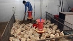 A worker cleaning poultry farm after Bird flue alerts, in Surat on Friday. (ANI Photo) A worker cleaning poultry farm after Bird flue alerts, in Surat on Friday. (ANI Photo)