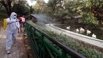 A worker sprays disinfectant at birds enclosure as part of a preventive measure against Bird flu at Nawab Wajid Ali Shah zoological garden (Lucknow zoo), in Lucknow on Saturday. (ANI Photo) A worker sprays disinfectant at birds enclosure as part of a preventive measure against Bird flu at Nawab Wajid Ali Shah zoological garden (Lucknow zoo), in Lucknow on Saturday. (ANI Photo)
