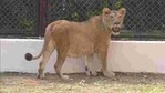 Prime facie examination indicates that the lioness died due to cardiac arrest(Twitter/@ANI) Prime facie examination indicates that the lioness died due to cardiac arrest(Twitter/@ANI)