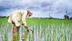 Paddy procurement has reached 531.22 lakh tonnes till January 8, up 26 per cent from the year-ago period. Representational image.(HT File Photo) Paddy procurement has reached 531.22 lakh tonnes till January 8, up 26 per cent from the year-ago period. Representational image.(HT File Photo)
