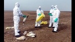 Samples of dead birds being collected at Pong Lake, the epicentre of the bird flu outbreak in Himachal Pradesh. (HT file photo) Samples of dead birds being collected at Pong Lake, the epicentre of the bird flu outbreak in Himachal Pradesh. (HT file photo)