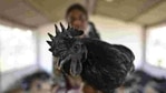 Kadaknath is much in demand in Madhya Pradesh and elsewhere given its nutritional value.(HT Photo) Kadaknath is much in demand in Madhya Pradesh and elsewhere given its nutritional value.(HT Photo)