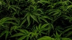 More than half of people who use medical marijuana products to ease pain also experience clusters of multiple withdrawal symptoms when they're between uses, a new study finds.(ANI) More than half of people who use medical marijuana products to ease pain also experience clusters of multiple withdrawal symptoms when they're between uses, a new study finds.(ANI)
