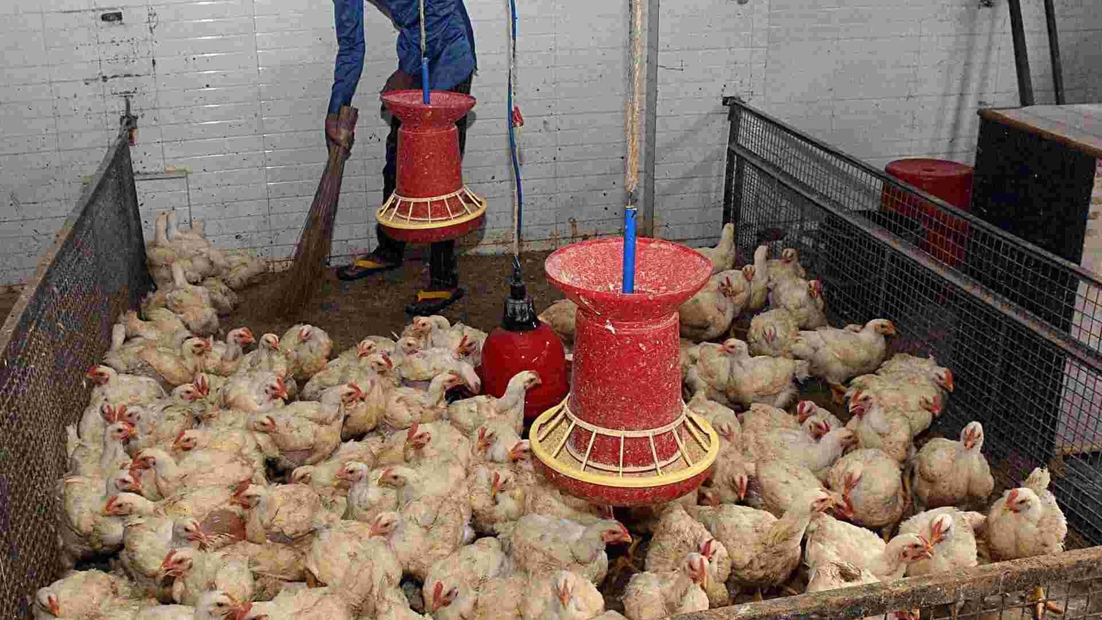 Ghazipur’s poultry hub shut amid bird flu scare