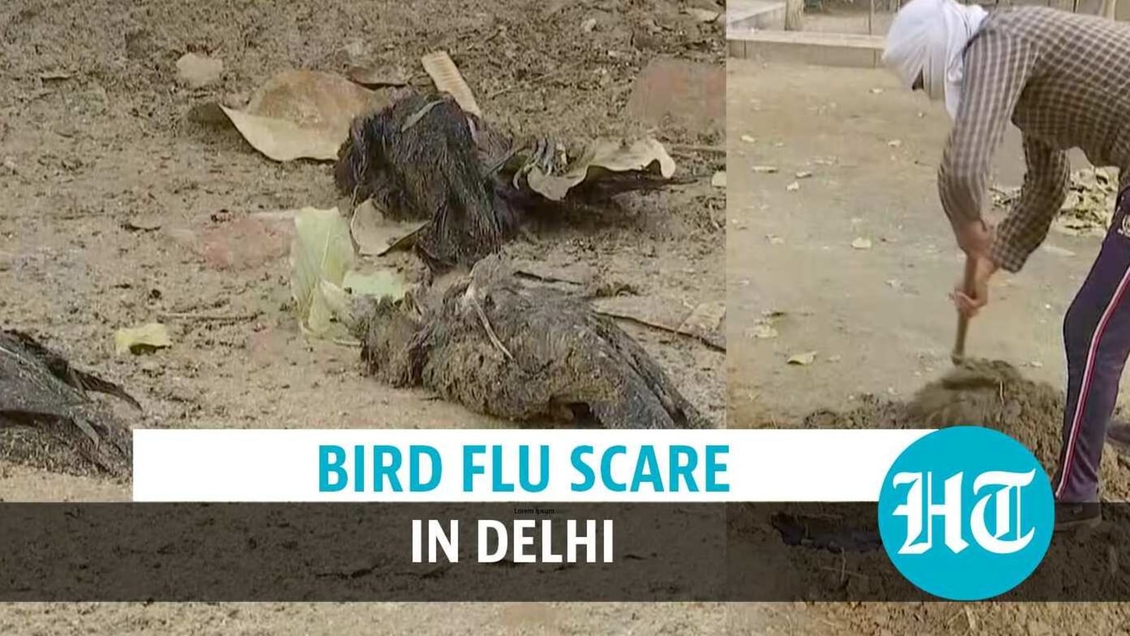 Delhi: Dozens of dead crows raise bird flu alarm; other states battle ...
