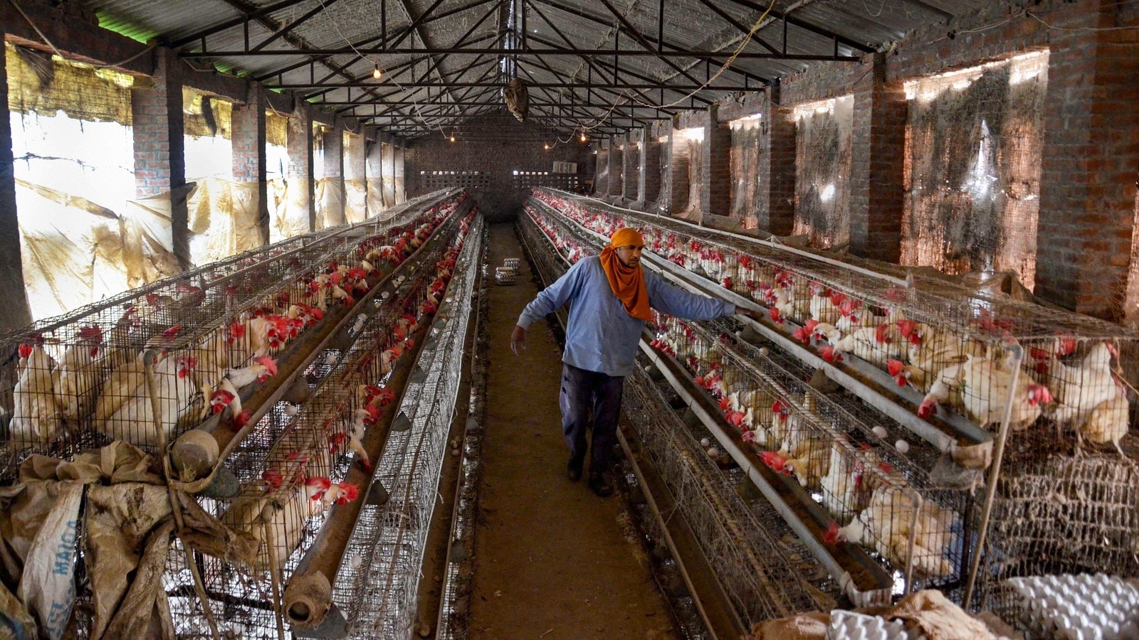 chicken-prices-crash-at-city-s-wholesale-markets-latest-news-india