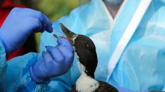 An Indian wildlife department doctor collects a swab sample from a duck for bird flu test at Manda park in Jammu, (AP)