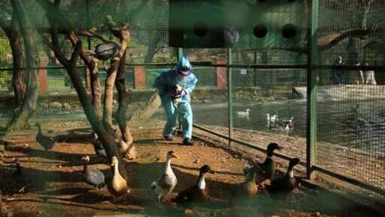 Teams from Delhi's Animal Husbandry Department have reached the spot to collect samples. The protocol report is expected on January 11. Image used for representational purpose only. (AP) Teams from Delhi's Animal Husbandry Department have reached the spot to collect samples. The protocol report is expected on January 11. Image used for representational purpose only. (AP)