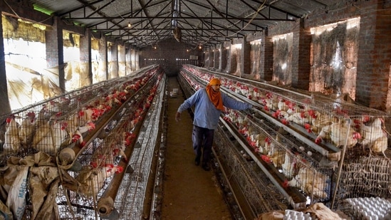 Amritsar: A worker feeds chickens at a poultry farm at Chabba village, near Amritsar, Jan. 7, 2021. Following the confirmed reports of avian influenza (H5N1) or Bird Flu-related deaths of migratory and other birds in the neighboring state of Himachal Pradesh, the Punjab government has issued an alert for any suspicious death of migratory or poultry birds. (PTI Photo)(PTI01_07_2021_000125B) (PTI) Amritsar: A worker feeds chickens at a poultry farm at Chabba village, near Amritsar, Jan. 7, 2021. Following the confirmed reports of avian influenza (H5N1) or Bird Flu-related deaths of migratory and other birds in the neighboring state of Himachal Pradesh, the Punjab government has issued an alert for any suspicious death of migratory or poultry birds. (PTI Photo)(PTI01_07_2021_000125B) (PTI)