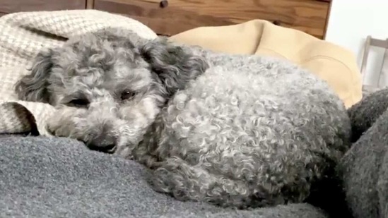 The image shows a doggo named Watson. (Twitter/@HrishiHirway) The image shows a doggo named Watson. (Twitter/@HrishiHirway)
