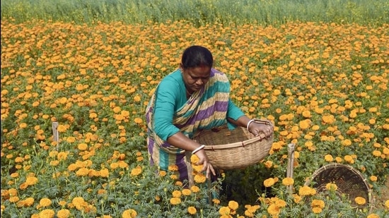 The pandemic has left women farmers even more economically vulnerable, and added the burden of caring for out-of-school children and the sick and elderly. Covid-19 has also decreased remittances to women farmers left at home. With more migrants coming home, there is also greater demand on the land, putting the tenuous hold of women on land in greater jeopardy. (Getty Images) The pandemic has left women farmers even more economically vulnerable, and added the burden of caring for out-of-school children and the sick and elderly. Covid-19 has also decreased remittances to women farmers left at home. With more migrants coming home, there is also greater demand on the land, putting the tenuous hold of women on land in greater jeopardy. (Getty Images)