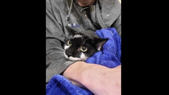 The image shows the rescued cat Muji. (Facebook/@Queens Lost and Found Pets) The image shows the rescued cat Muji. (Facebook/@Queens Lost and Found Pets)