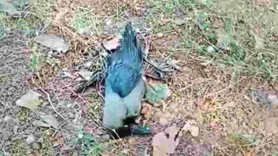 In the last few days, four crows each were found dead in Surat and Mehsana districts, and test results of the samples taken from them are awaited, an official said.(ANI Photo) In the last few days, four crows each were found dead in Surat and Mehsana districts, and test results of the samples taken from them are awaited, an official said.(ANI Photo)