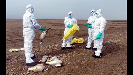 Samples of dead birds being collected at Pong Lake, the epicentre of the bird flu outbreak in Himachal Pradesh. (HT file photo) Samples of dead birds being collected at Pong Lake, the epicentre of the bird flu outbreak in Himachal Pradesh. (HT file photo)
