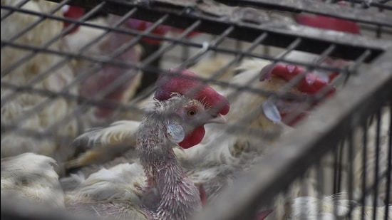 Poultry rates fall by 50% in Chandigarh Poultry rates fall by 50% in Chandigarh