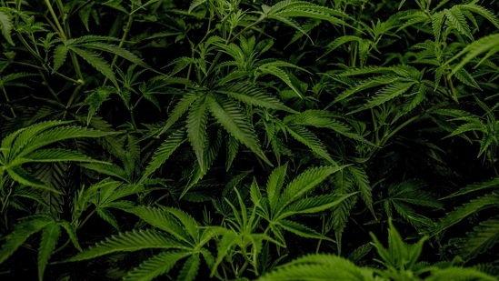 More than half of people who use medical marijuana products to ease pain also experience clusters of multiple withdrawal symptoms when they're between uses, a new study finds.(ANI) More than half of people who use medical marijuana products to ease pain also experience clusters of multiple withdrawal symptoms when they're between uses, a new study finds.(ANI)