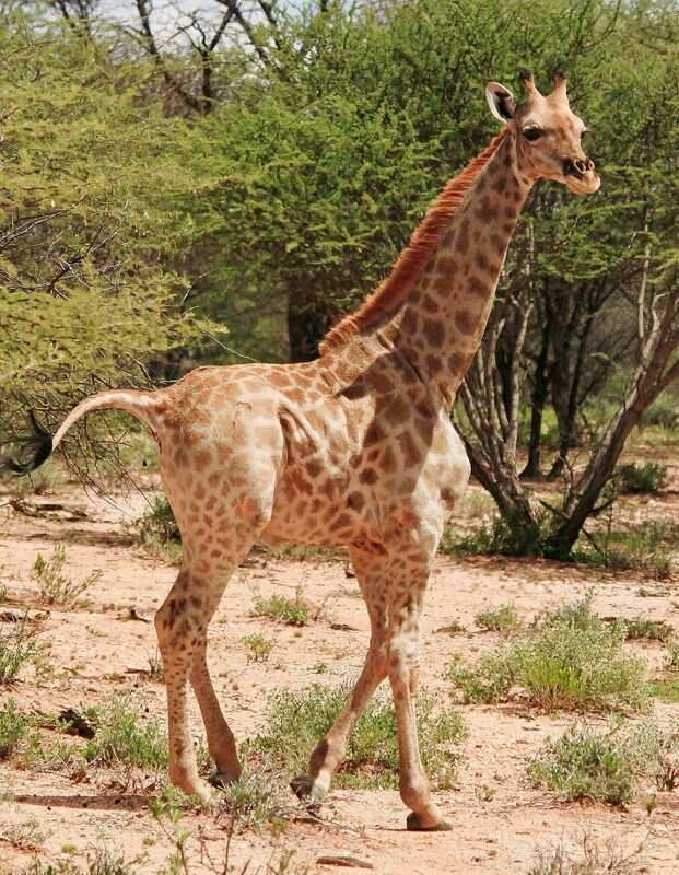 A dwarf giraffe named ‘Nigel’, born in 2014 is seen at an undisclosed location in Namibia. (via REUTERS)