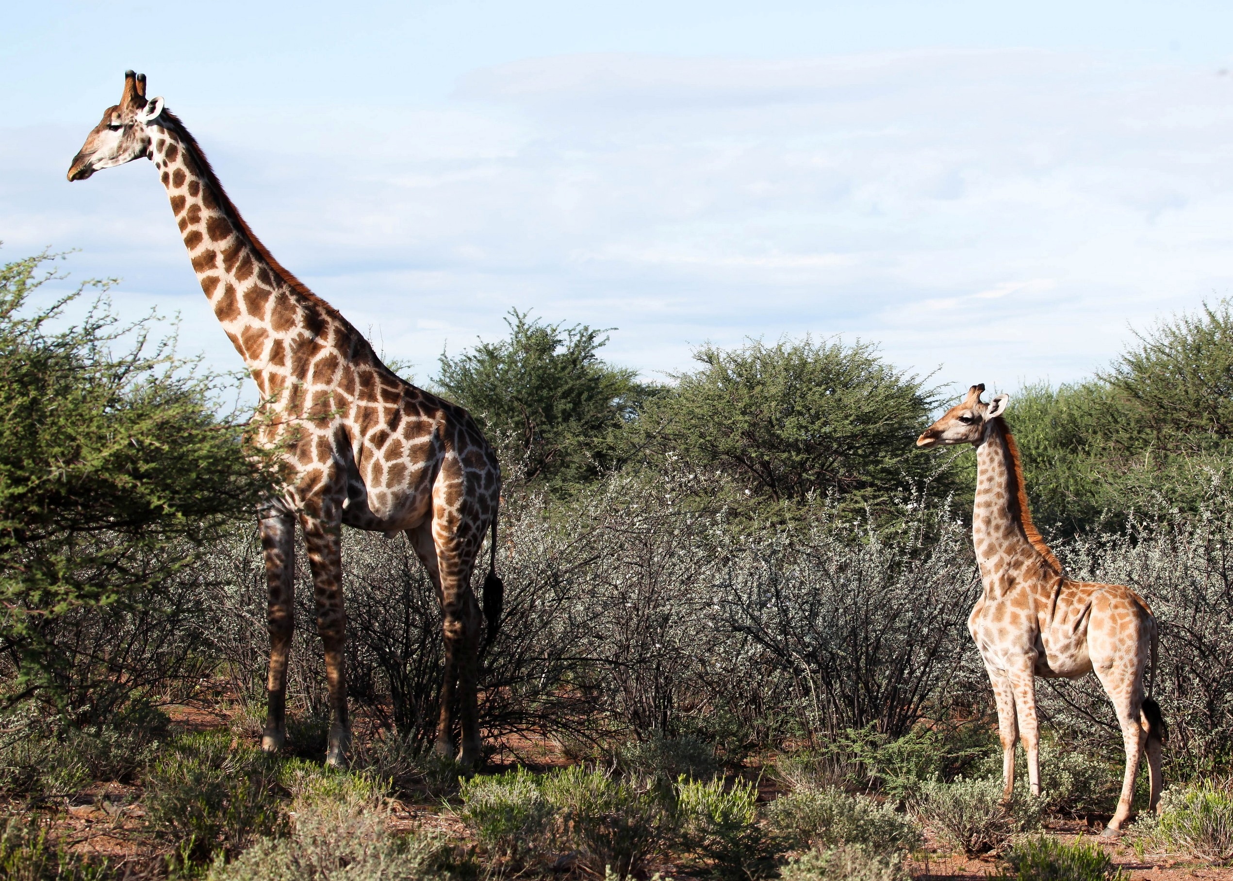 A dwarf giraffe named ‘Nigel’, born in 2014, stands with an adult male giraffe at an undisclosed location in Namibia. (via REUTERS)