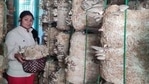 A mushroom grower in her mushroom farm in Uttarakhand.(HT Photo) A mushroom grower in her mushroom farm in Uttarakhand.(HT Photo)