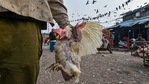 New Delhi: A man carries chicken at Ghazipur Murga Mandi, in New Delhi, Saturday, Jan. 9, 2021. The poultry market in Delhi will remain closed for 10 days due to the outbreak of avian influenza, commonly known as bird flu, in several parts of the country. (PTI Photo/Arun Sharma) (PTI01_09_2021_000108B)(PTI) New Delhi: A man carries chicken at Ghazipur Murga Mandi, in New Delhi, Saturday, Jan. 9, 2021. The poultry market in Delhi will remain closed for 10 days due to the outbreak of avian influenza, commonly known as bird flu, in several parts of the country. (PTI Photo/Arun Sharma) (PTI01_09_2021_000108B)(PTI)