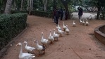 Ten ducks were found dead in Delhi's Sanjay Lake on Saturday.(PTI) Ten ducks were found dead in Delhi's Sanjay Lake on Saturday.(PTI)