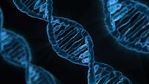 New research has discovered a new cog in the circadian clock--a genome-wide regulatory layer made up of small chains of non-coding nucleotides known as micro RNAs (miRNAs).(ANI) New research has discovered a new cog in the circadian clock--a genome-wide regulatory layer made up of small chains of non-coding nucleotides known as micro RNAs (miRNAs).(ANI)
