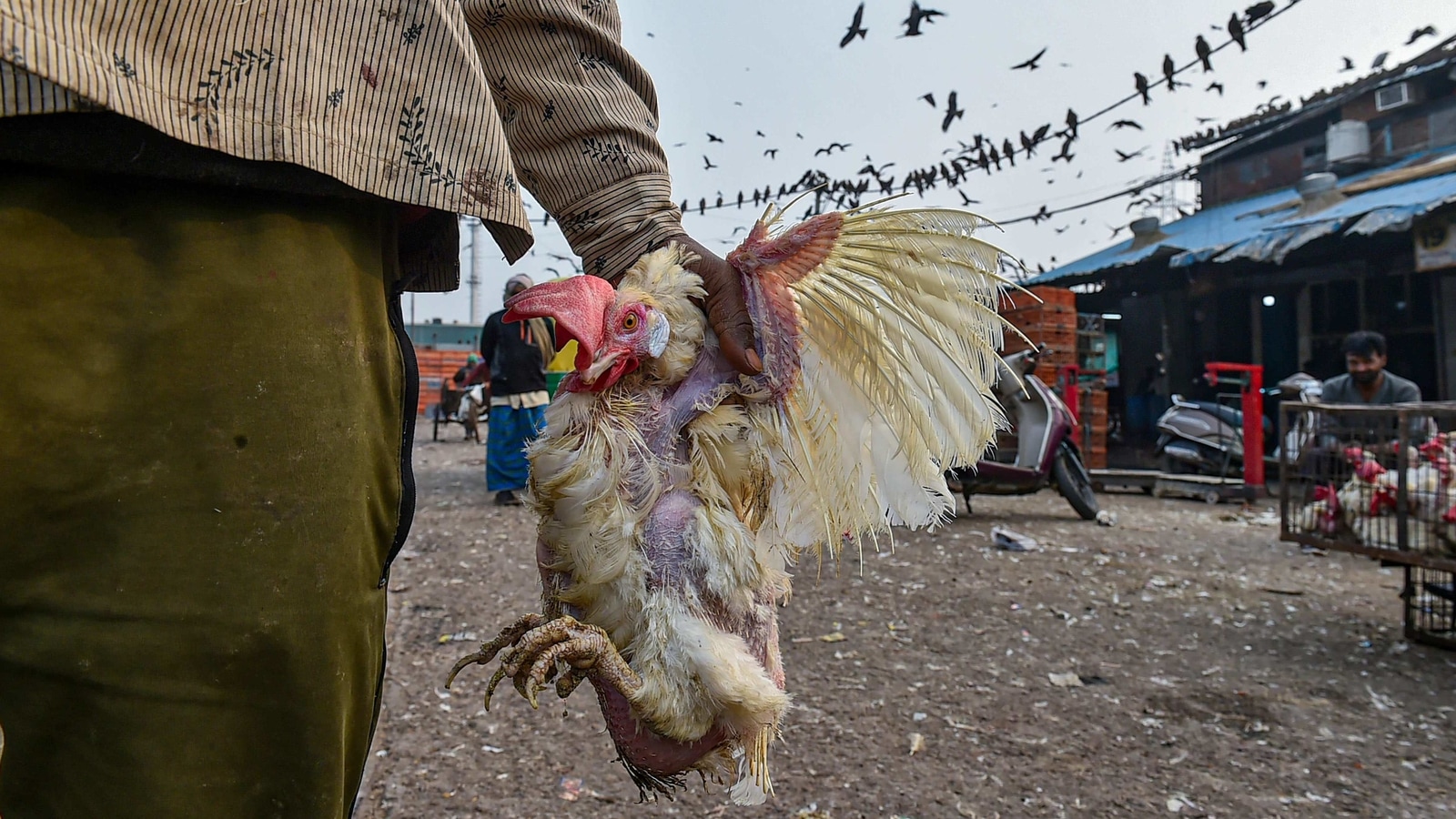 Bird flu scare reduces demand for chicken, increases demand for mutton ...