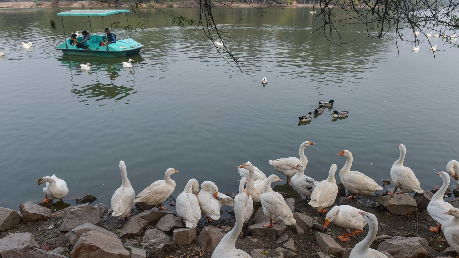 Township thesis issuu picture