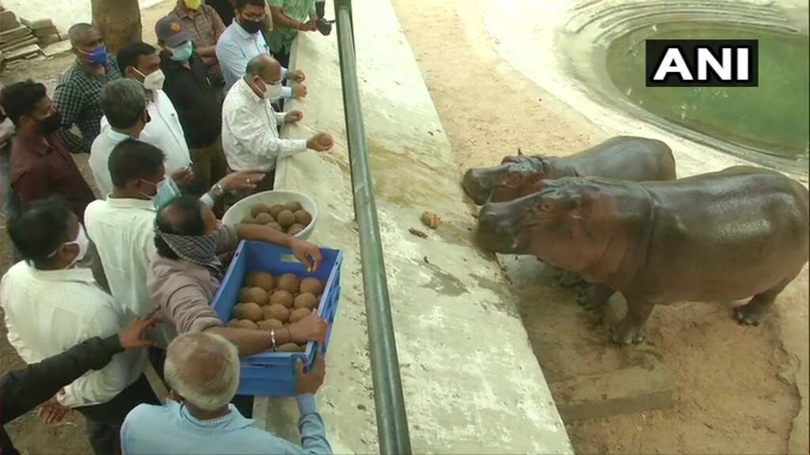 Hippo 'Mangal' turns 2, Gujarat zoo throws birthday party with 'laddus