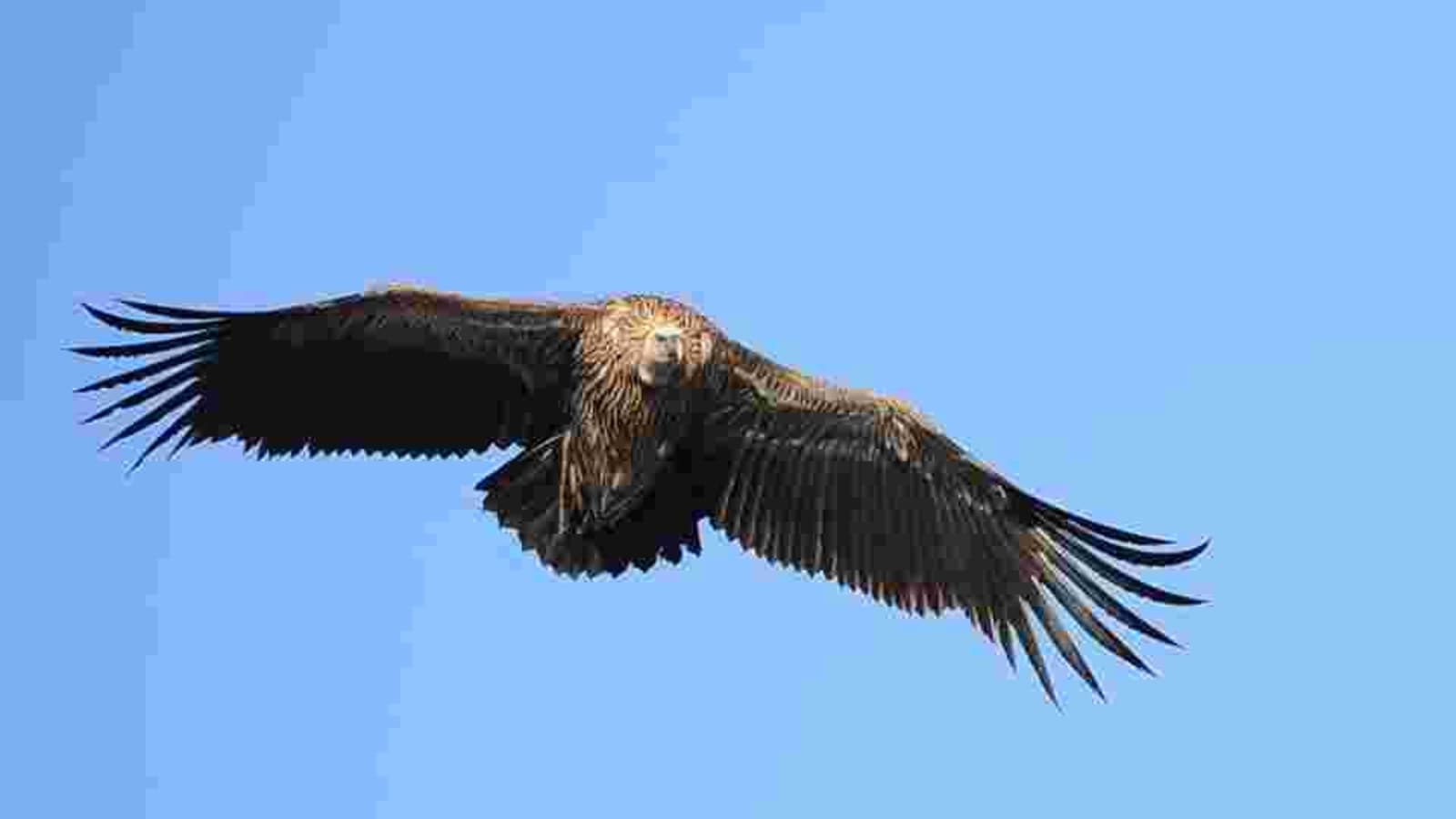 Vulture census in Bengal after 14 years, plans to conserve Asian ...