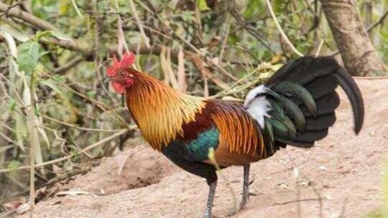 Red jungle fowl. (HT photo) Red jungle fowl. (HT photo)