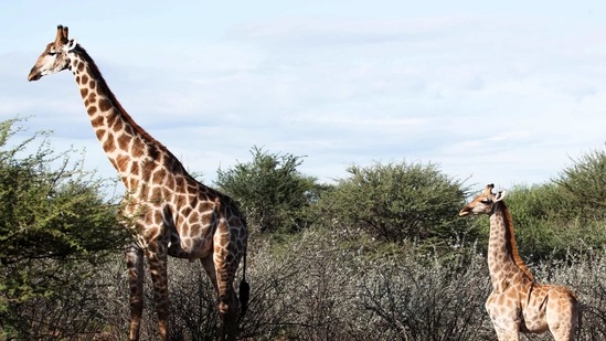 Scientists surprised to spot 2 dwarf giraffes in Namibia, Uganda ...